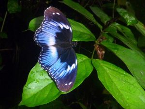 Picture of Hypolimnas salmacis (blue diadem)