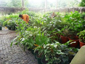 Picture of the Botanical Nursery