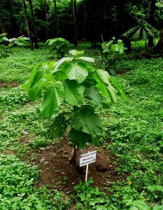 Picture of A young African black walnut (Mansonia altissima), Tree Heritage Park