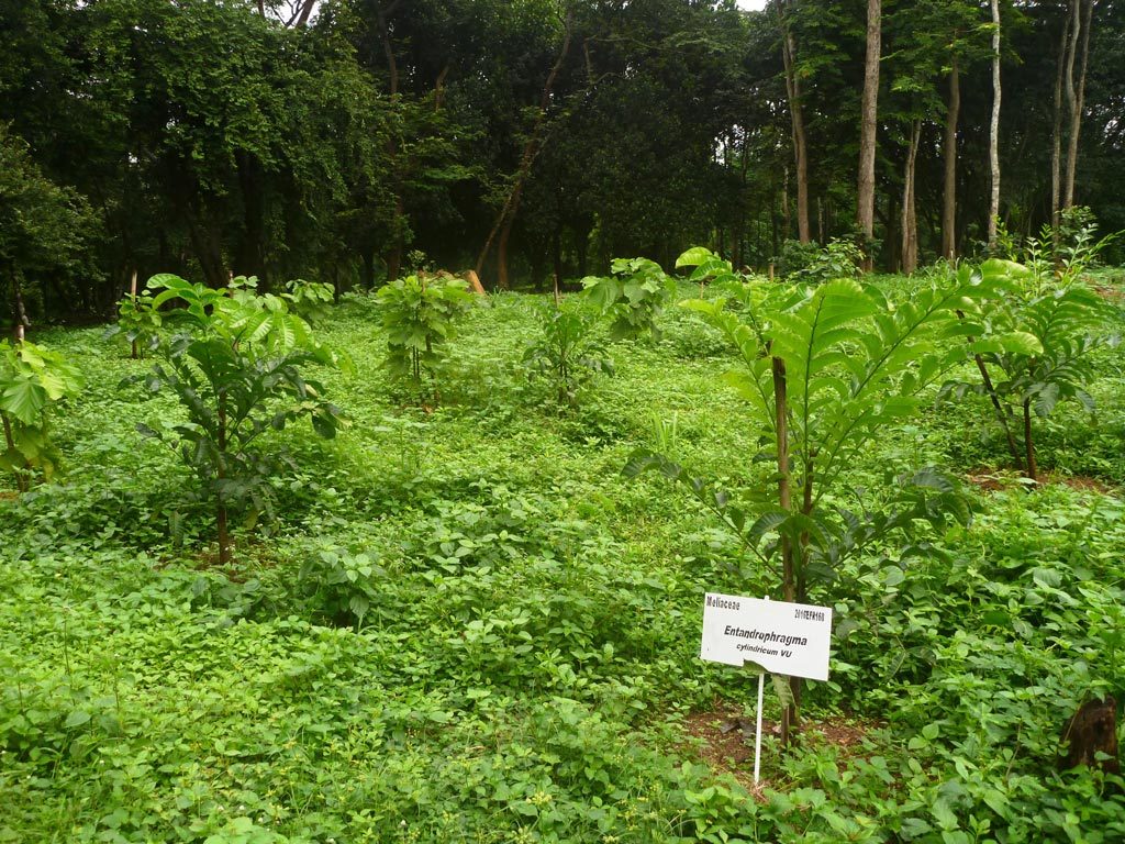 Picture of Young sapele trees (Entanrdophragma cylindricum)