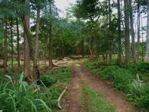 Picture of old agroforestry arboretum under restoration as Tree Heritage Park