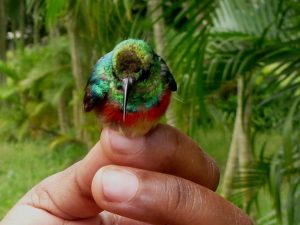 Picture of a Tiny Sunbird