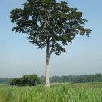 Picture of Iroko Milicia excelsa with IITA Forest Reserve in the background 