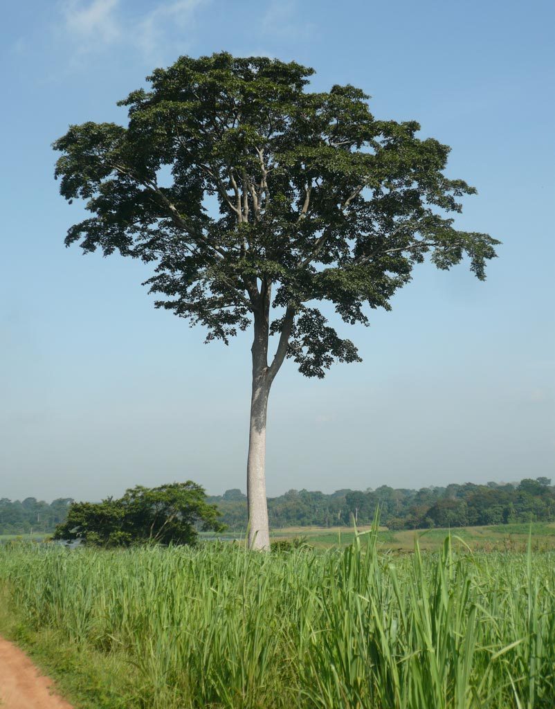 Picture of Iroko Milicia excelsa with IITA Forest Reserve in the background