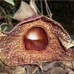 Picture of the ‘P.g. plant’ Pararistolochia goldieana 