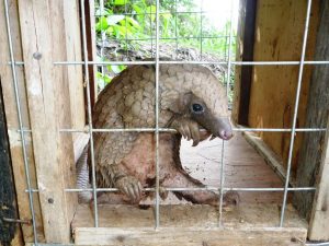 Picture of rescued pangolin before release into IITA forest