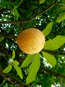 Picture of Monodora tenuifolia fruit. credits: D.Bown