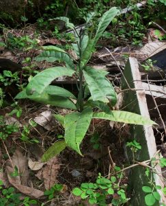 Picture of Buchholzia coriacea seedling. credits: D.Bown