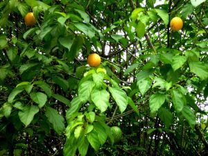 Picture of Caloncoba gilgiana fruiting