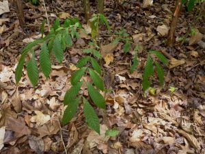 Picture of Entandrophragma utile sapling. credits: D.Bown