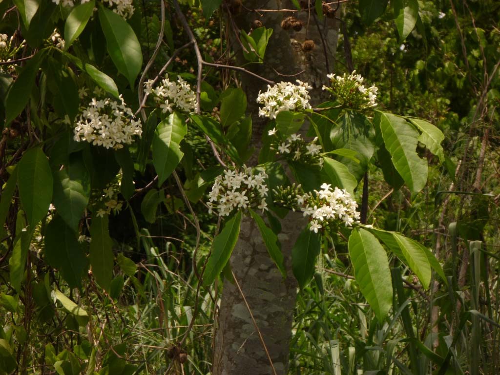 Picture of Holarrhena floribunda flowering. credits: D.Bown