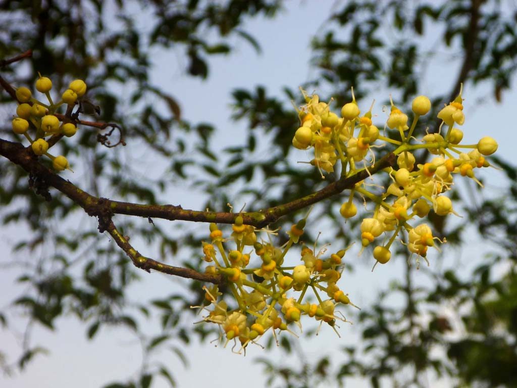 Picture of Irvingia gabonensis flowering. credits: D.Bown