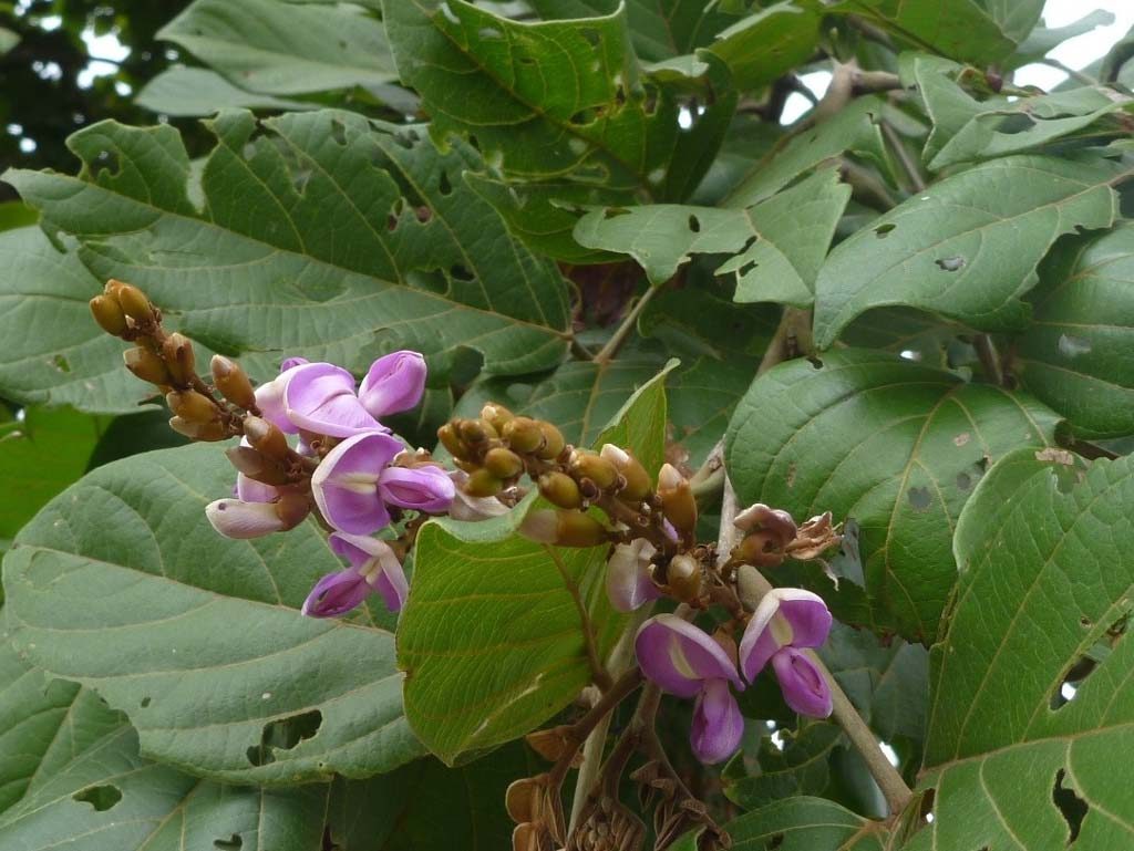 Picture of Lonchocarpus sericeus flowering. credits: D.Bown