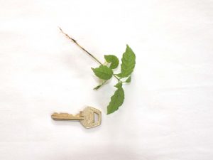 Markhamia tomentosa seedling. O.Olubodun