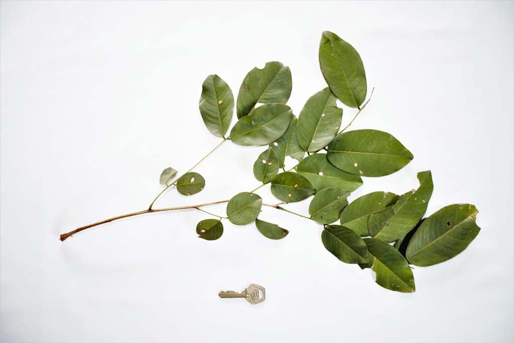 Picture of Pterocarpus erinaceus leaf. credits: O.Olubodun