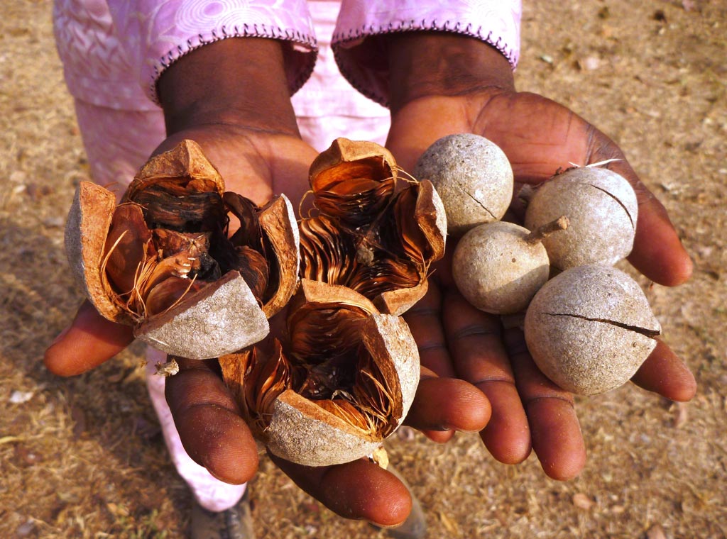 Picture of Khaya senegalensis fruits