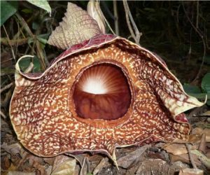 Picture of the ‘P.g. plant’ Pararistolochia goldieana
