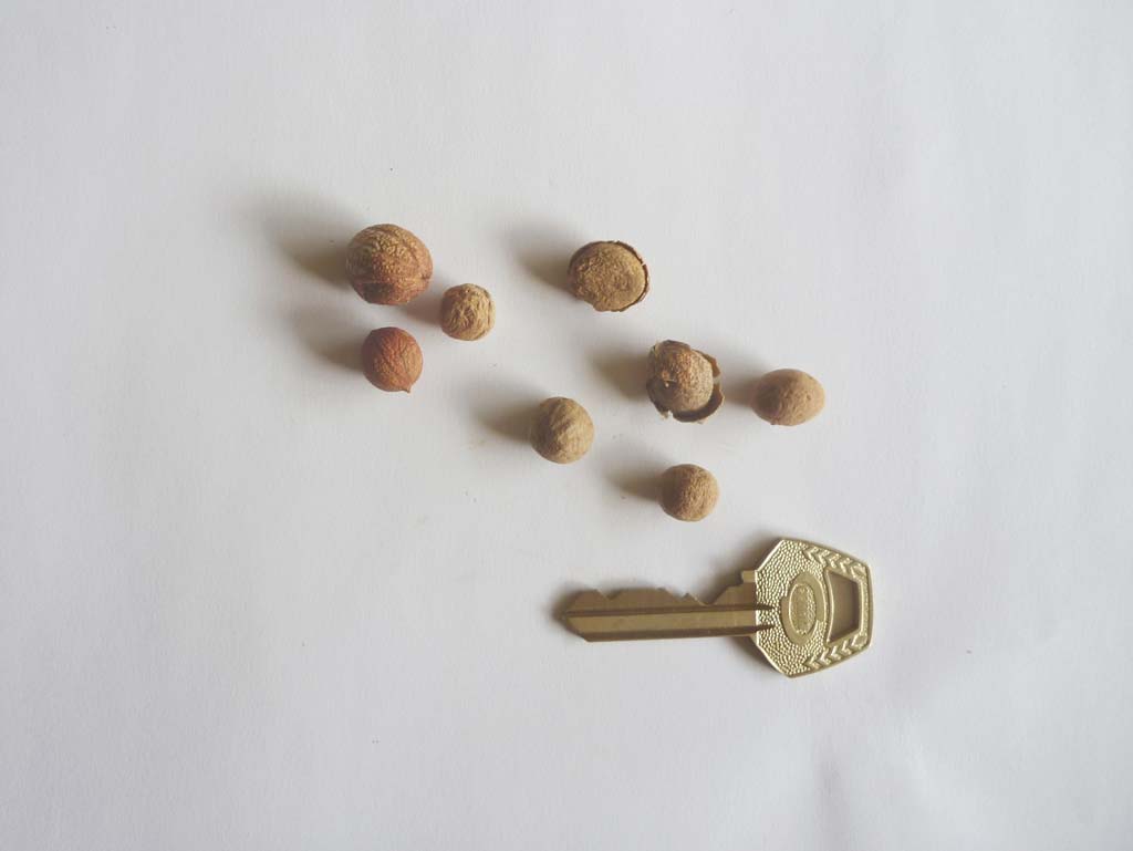 Picture of Antiaris toxicaria seeds