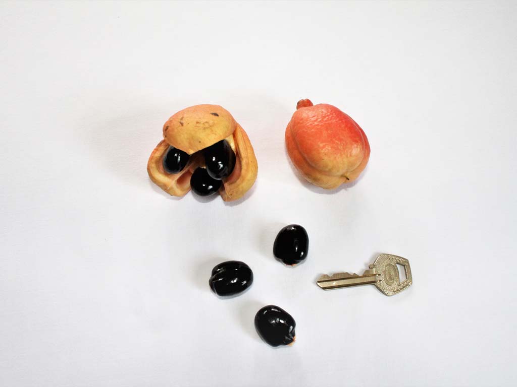 Picture of Blighia sapida fruits & seeds