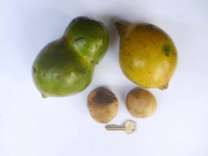 Picture of Buchholzia coriacea fruits & seeds. credits: D.Bown