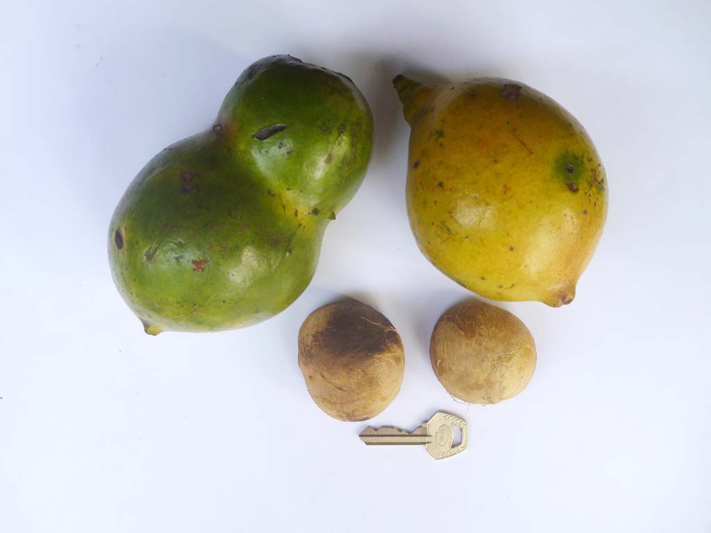 Picture of Buchholzia coriacea fruits & seeds. credits: D.Bown