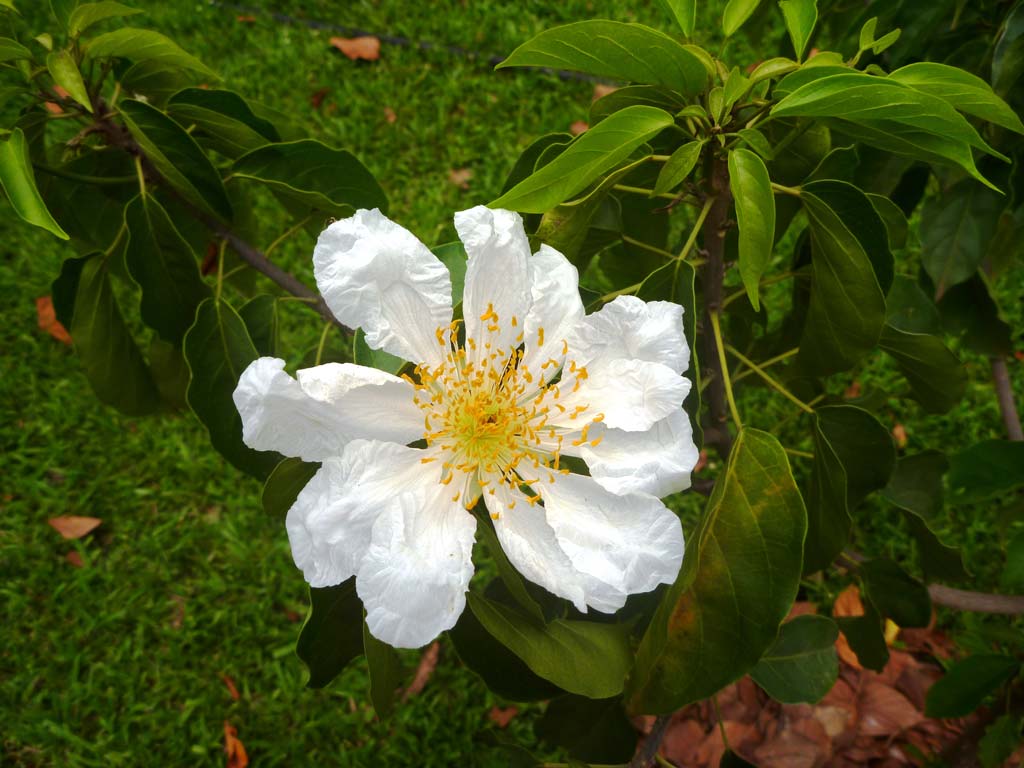 Picture of Caloncoba gilgiana flowering. credits: D.Bown