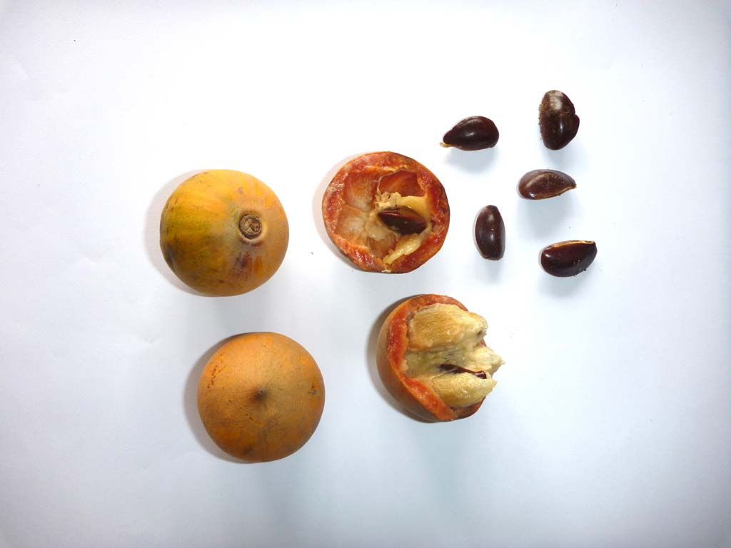 Picture of Chrysophyllum albidum fruits & seeds. D.Bown