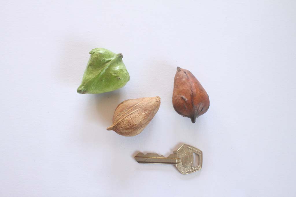 Picture of Dactyladenia barteri fruits & seeds. credits: O.Olubodun