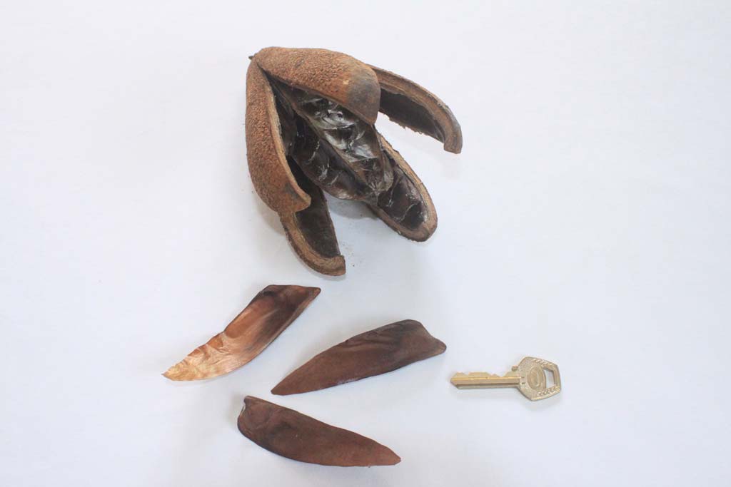 Picture of Entandrophragma utile fruit & seeds. credits: O.Olubodun
