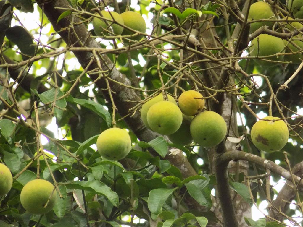 Garcinia kola - Forest Center