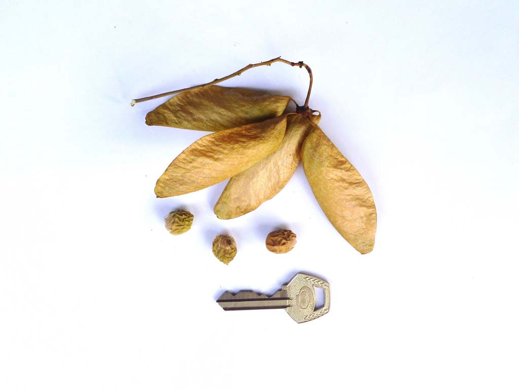 Picture of Hildegardia barteri fruits & seeds.