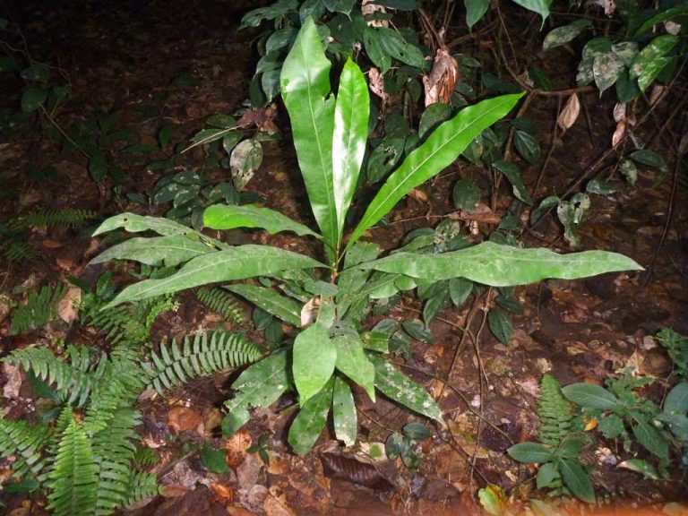 Lophira alata - Forest Center