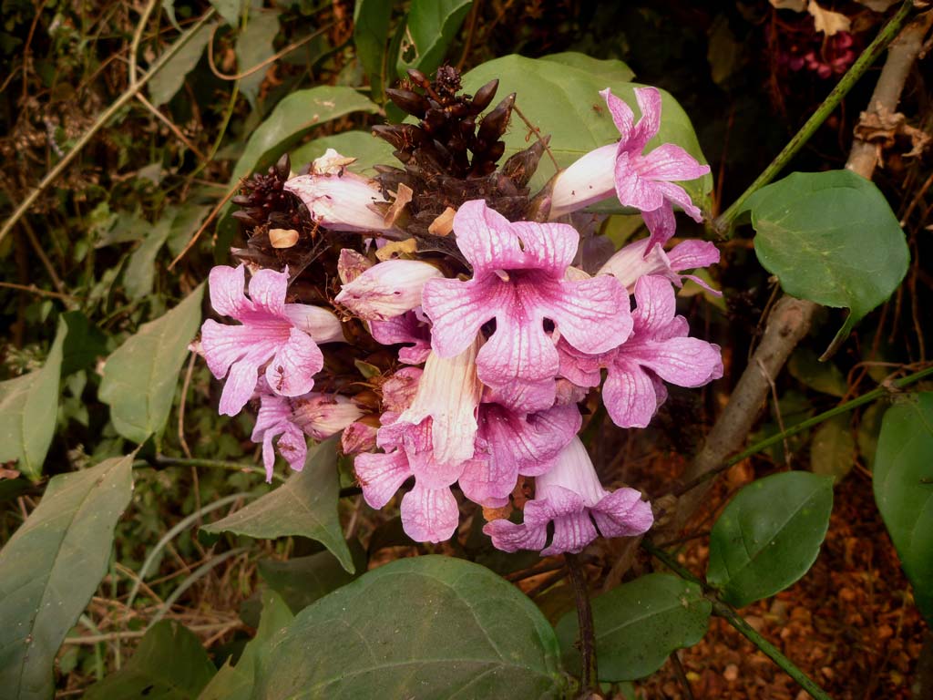 Picture of Newbouldia laevis flowering. credits: D.Bown