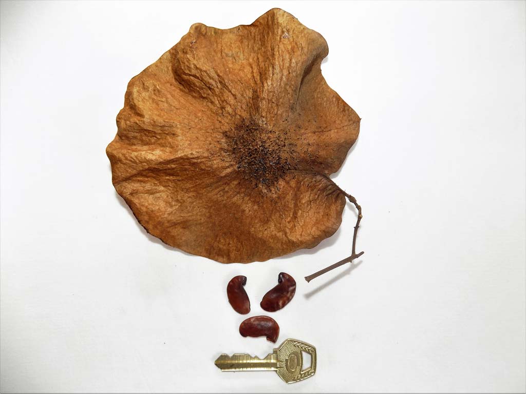 Picture of Pterocarpus osun fruit & seeds. credits: O.Olubodun