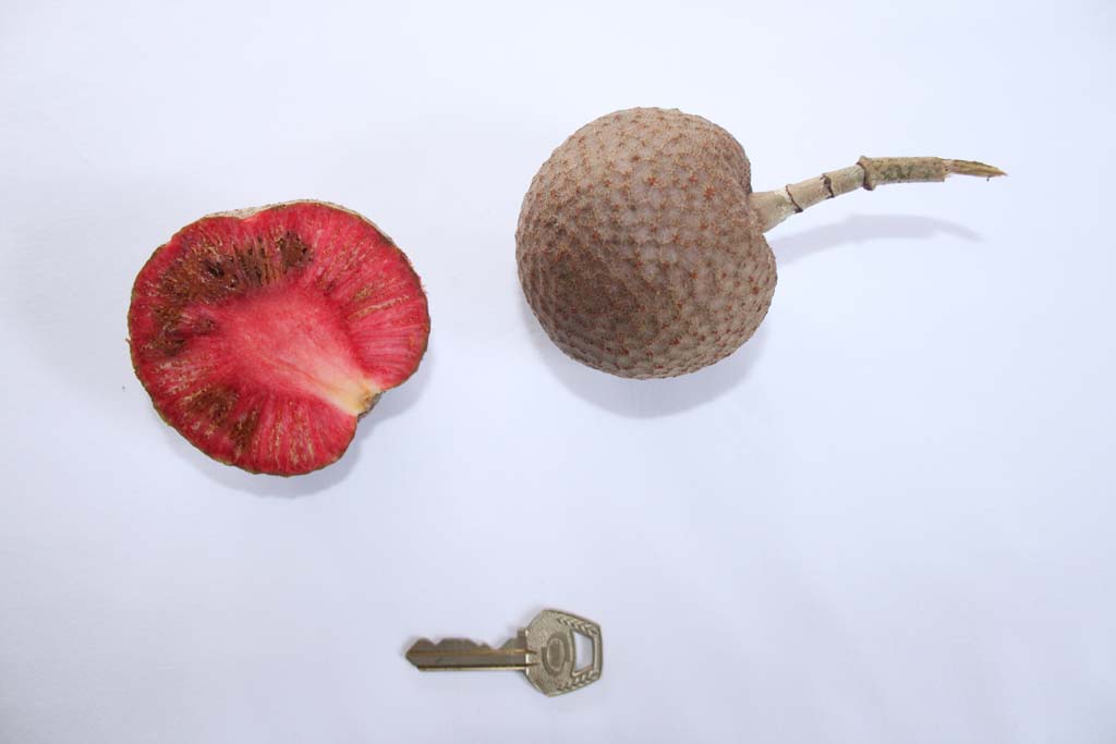 Picture of Sarcocephalus latifolius fruits. credits: O.Olubodun