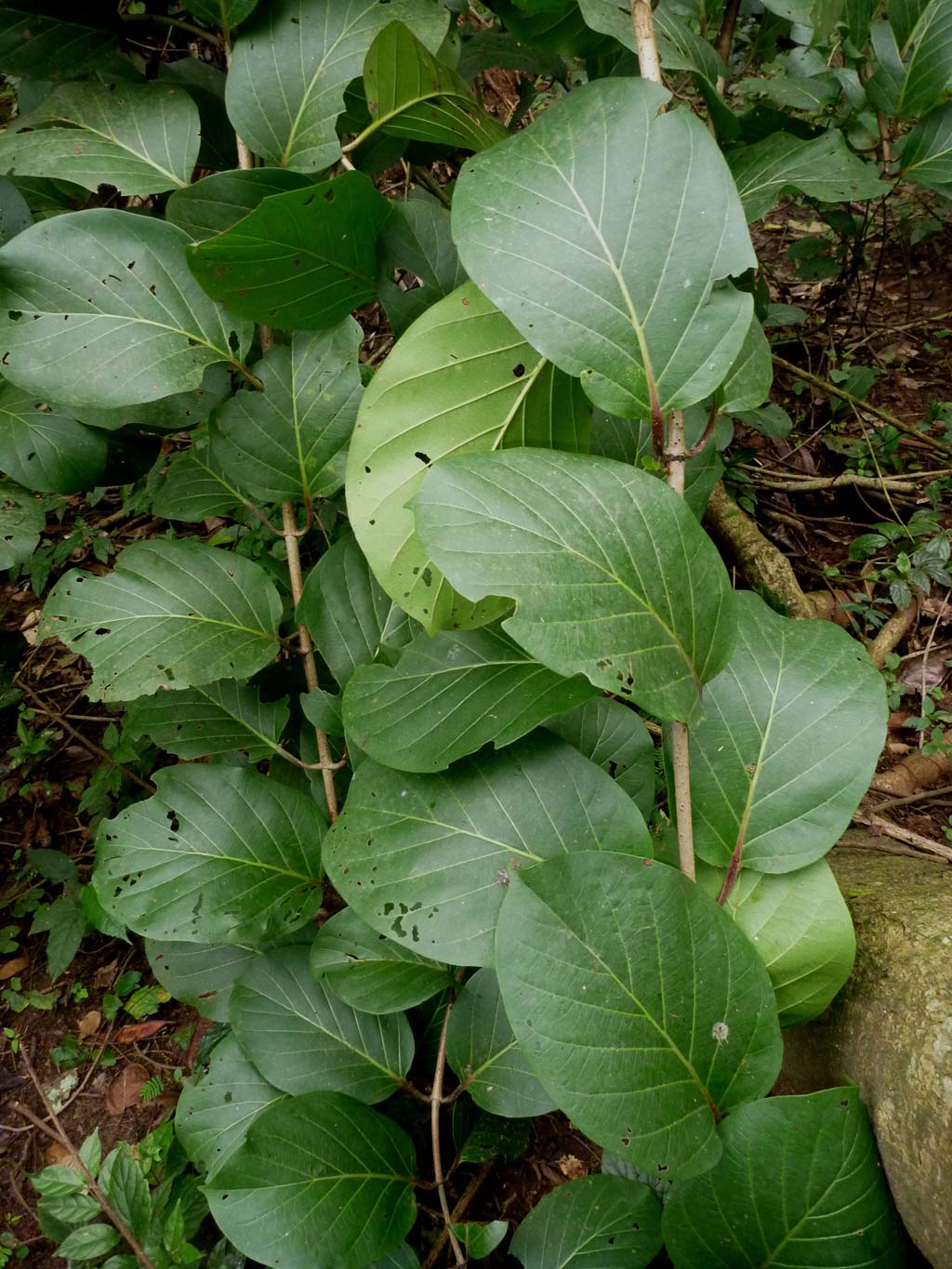 Picture of Sarcocephalus latifolius leaves. credits: D.Bown