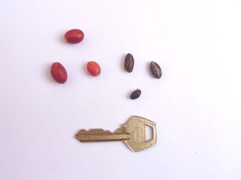 Picture of Synsepalum dulcificum fruits & seeds. credits: D.Bown