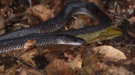 IITA Forest Center biodiversity watch: The African House Snake