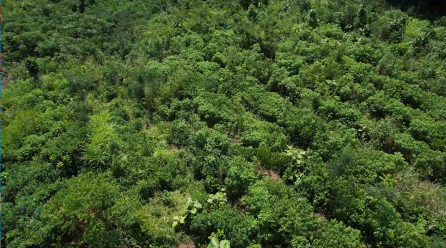 Restoring Nigeria’s declining forest lands and tree diversity