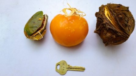 Cola rostrata