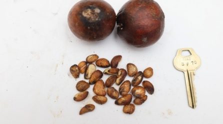 Rothmannia hispida
