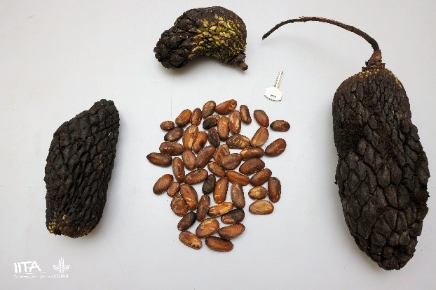 Anonidium-mannii-1