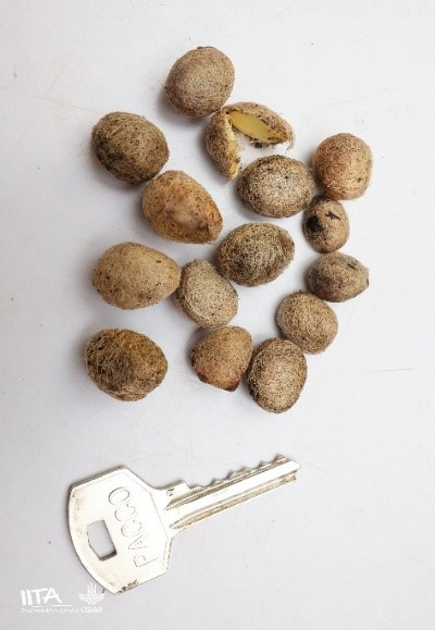 Cola-hispida-1