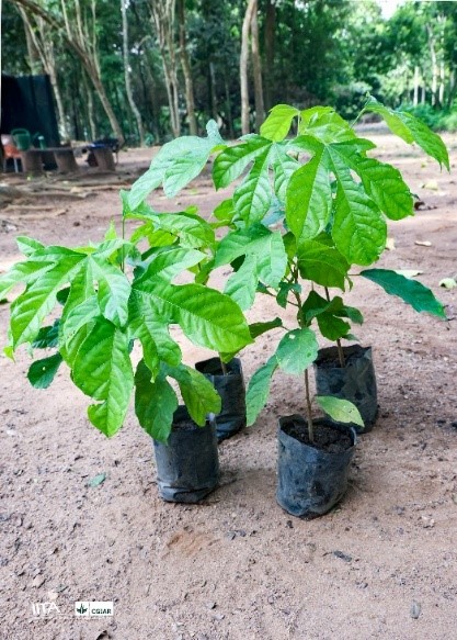 Cola-hispida-2