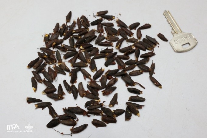 Nesogordonia-papaverifera-1