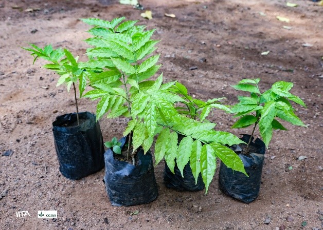 Nesogordonia-papaverifera-2