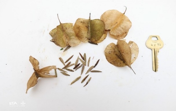 Petersianthus-macrocarpus