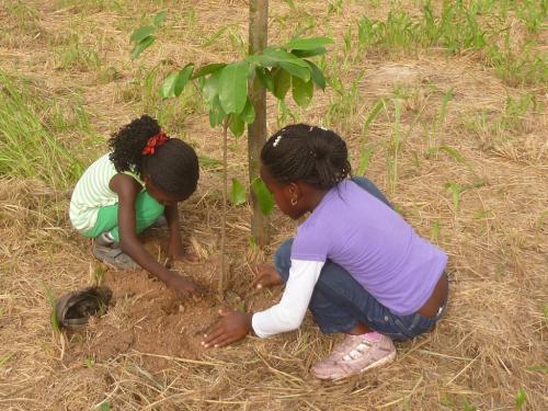 Picture of children planting trees they grew from seeds