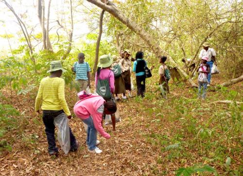 Picture of school children collect seeds to grow trees for reforestation