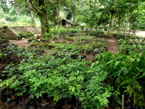 Picture of Young trees in IITA Forest Project nursery